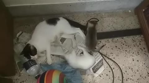 3M TV. Cat Series_Video 10. Mom Cat With Baby Kittens. Animal Psychology, Behavior.