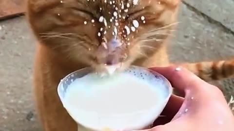 🐱 Funny & Cute Cat Videos! 😻 | Daily Laughs & Adorable Moments