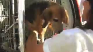 2010 - 120 Beagles rescued from defunct lab of horrors owned by Rep. Shri Thanedar (D-Mich.)