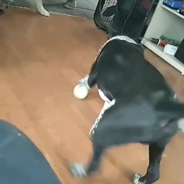 American Bulldog...R.I.P. Opal