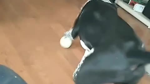 American Bulldog...R.I.P. Opal