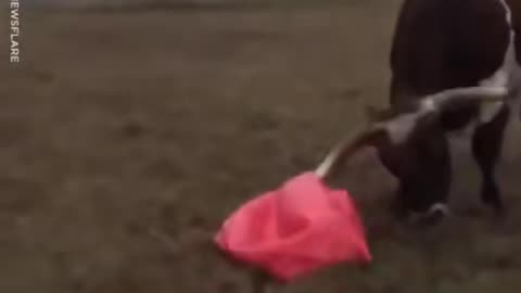 Bull accidentally pops his favorite ball