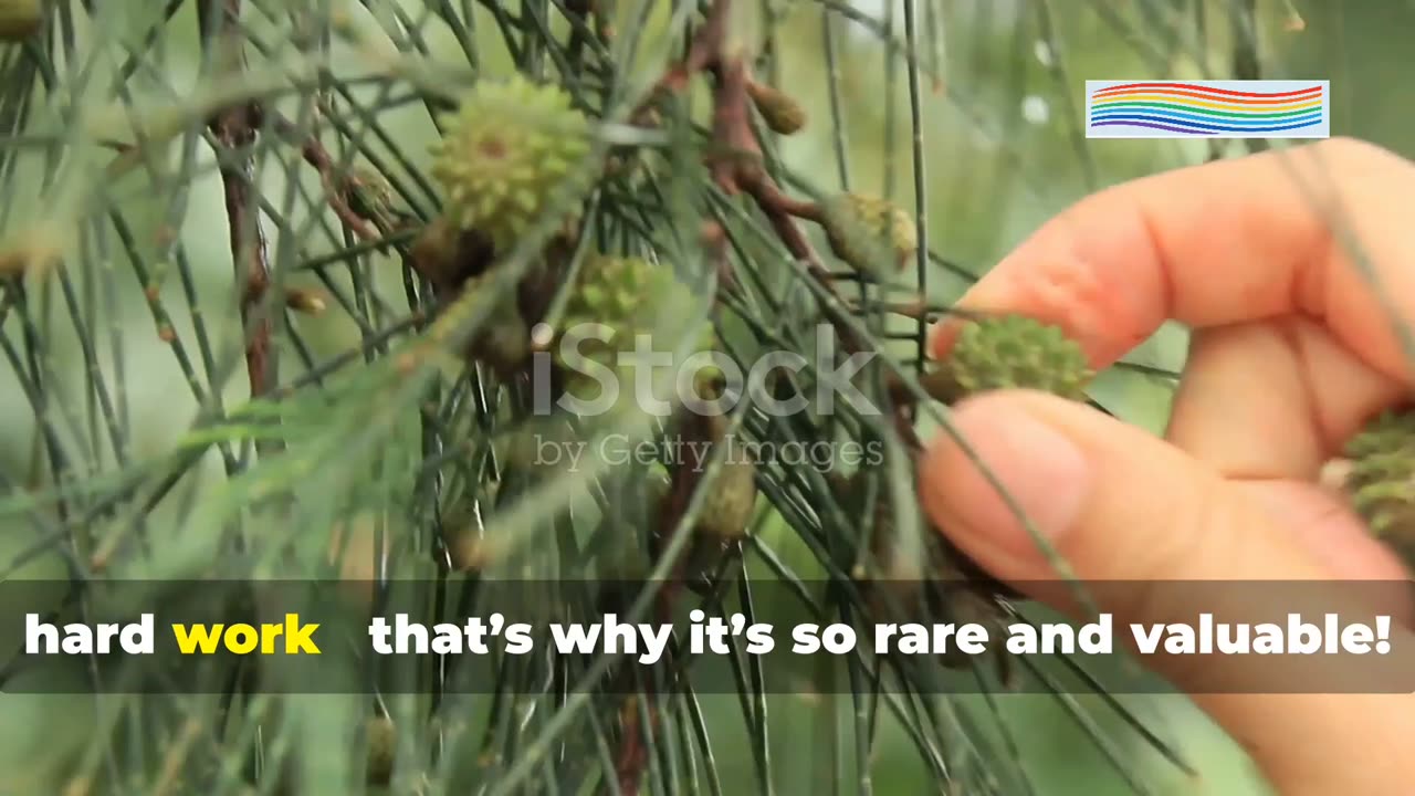 Chilgoza: The Most Expensive Dry Fruit in the World | Pine Nut Benefits You Didn’t Know!