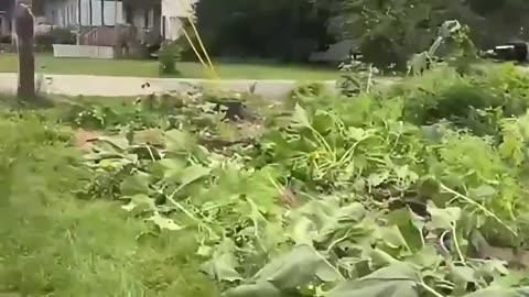 City destroys garden.
