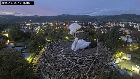 Wintering storks Ulla & Edgar 🦩🦩💞💕 - Kirchzarten (DE) - 05.10.2025