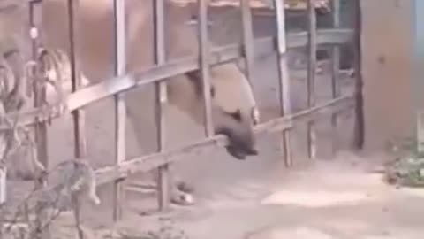 Smart wise dog