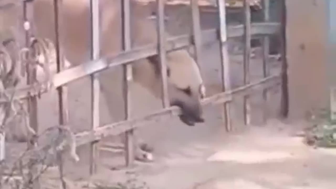 Smart wise dog