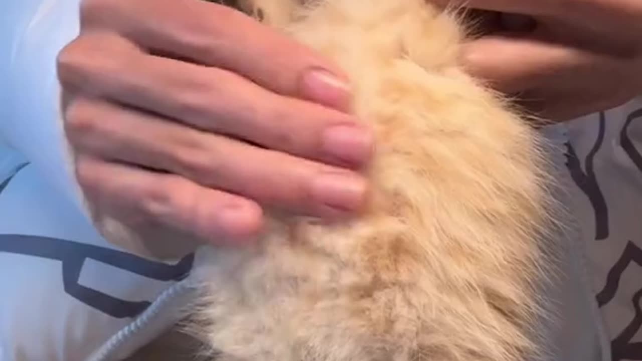 Cat Funny video