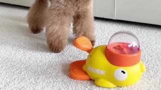 Keep your dog active and mentally challenged!