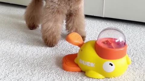 Keep your dog active and mentally challenged!