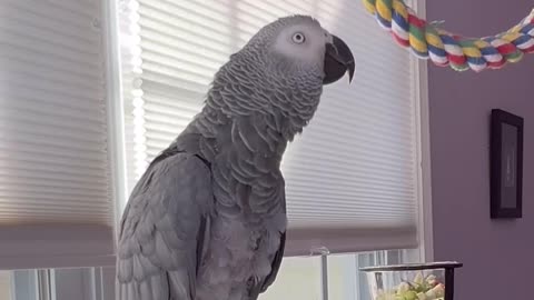 this parrot’s daily menu — too funny! 🤣