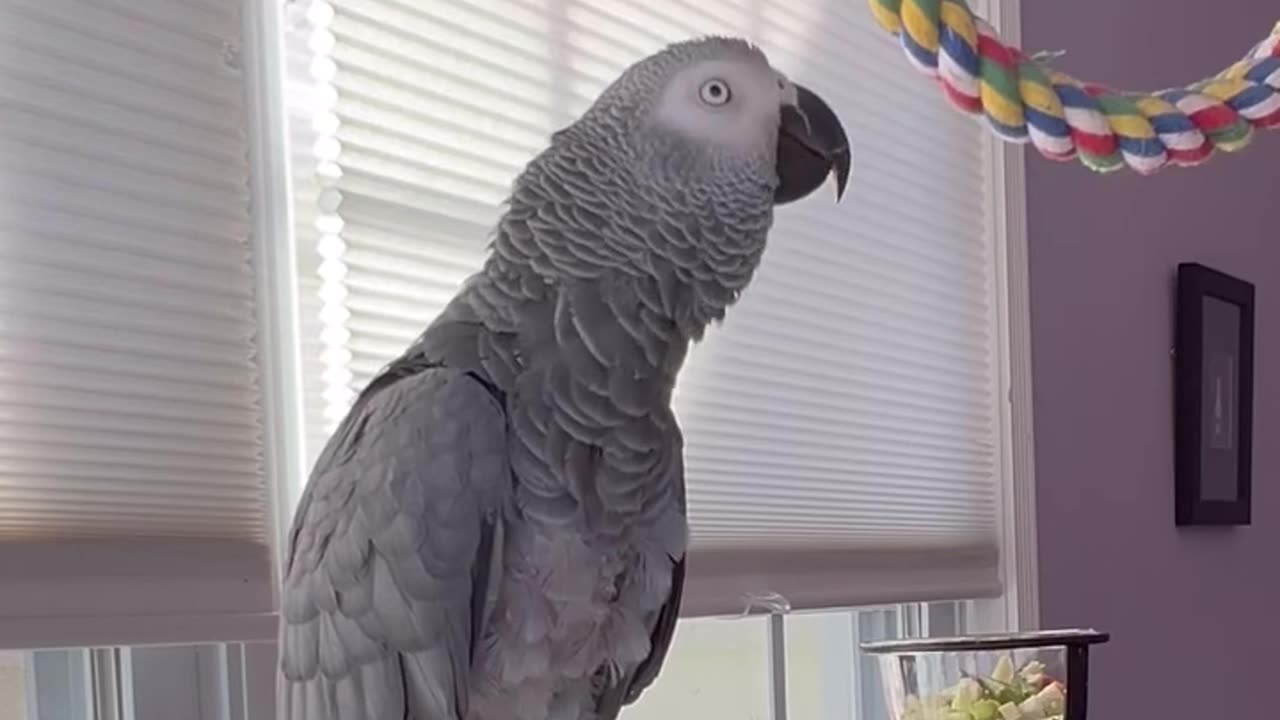 this parrot’s daily menu — too funny! 🤣