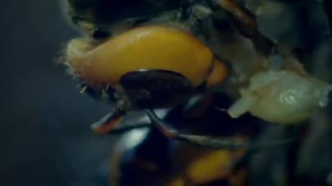 30 Japanese Giant Hornets kill 30,000 Honey Bees