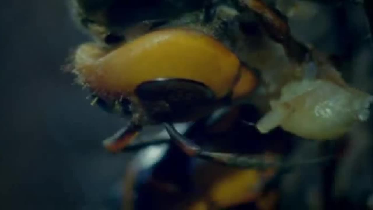30 Japanese Giant Hornets kill 30,000 Honey Bees