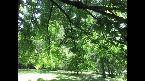 Song Of Wisdom Maple Tree August 2024