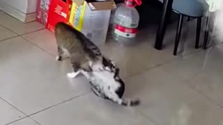 Cats can be Ahole