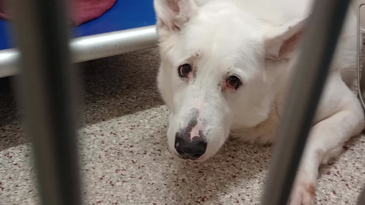 Bear 9y A551515 Karma 3y A880255 kennel 134 PACC shelter Bear maybe in bad mood last time 2025917347