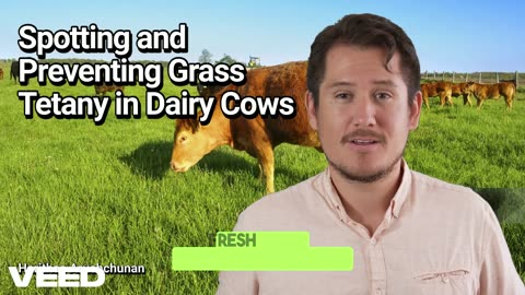 Stop Grass Tetany:Protect Your Cows