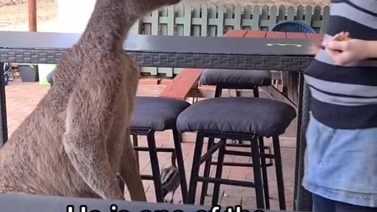 Feeding kangaroos 🦘