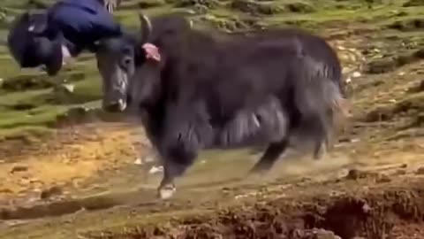 Cat's, dog's funny moments