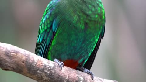 Exotic Emerald Crown Bird – AI Generated Ultra Realistic Bird Video in 4K