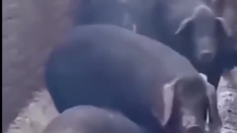viral video