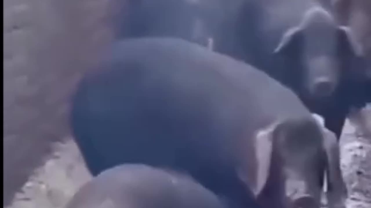 viral video
