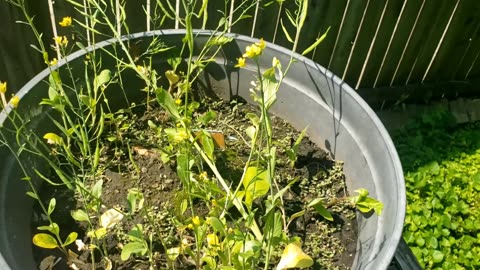 Homesteading Shorts: Bok Choy (and other cool-weather greens) Bolting to Seed