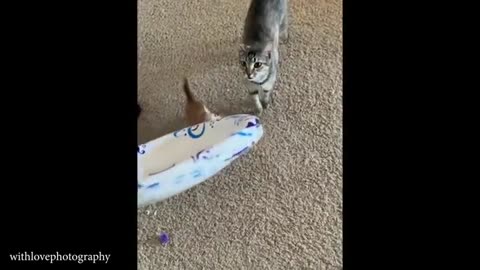 "This Cat's Epic Fail Will Make You Laugh Out Loud! 😹"#FunnyCats #EpicCatFail #CatFails