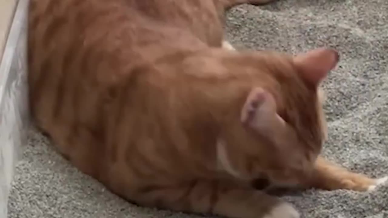 #09 "Cat Vs. Box: The Winner of This Battle Is Hilarious!"