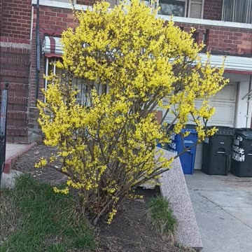 Forsythia tree
