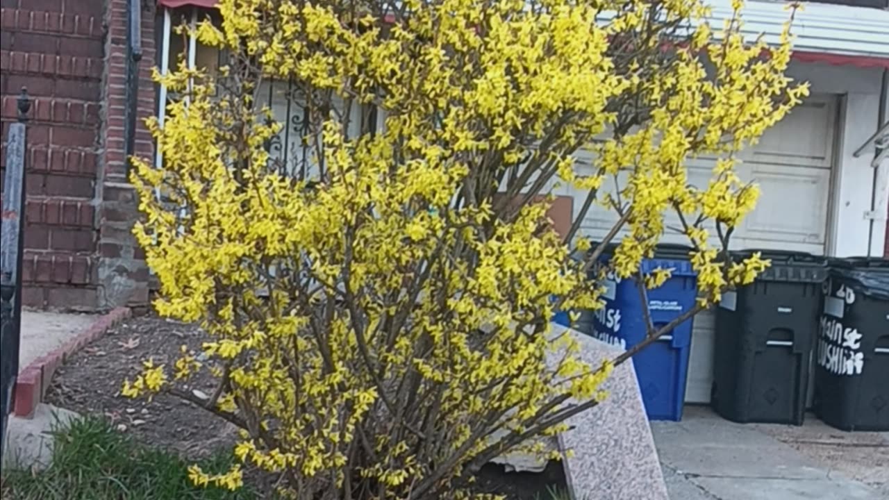 Forsythia tree