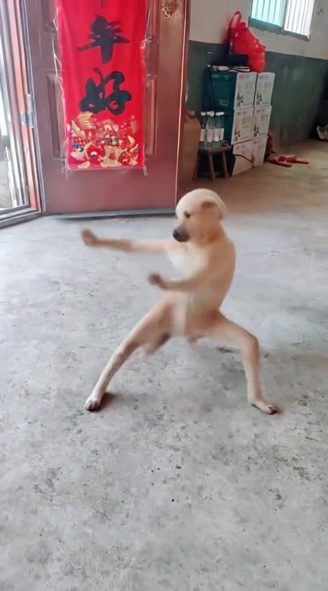 Kungfu dog