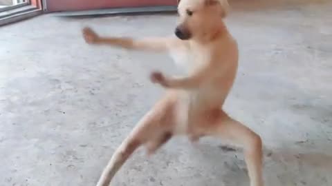 Kungfu dog
