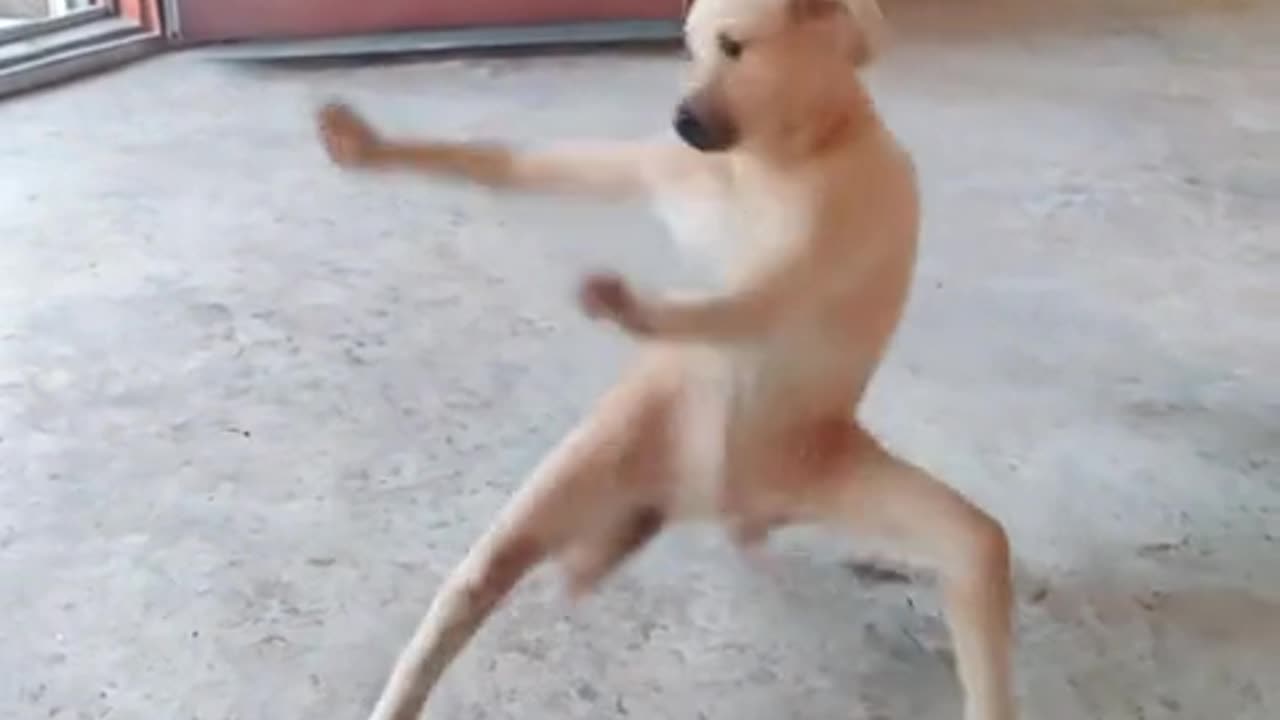 Kungfu dog