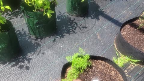 The garden is looking great