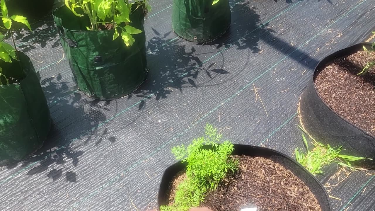 The garden is looking great
