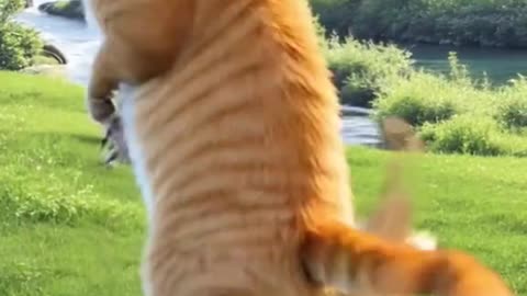 Meow Mood: Funny Cats Being Cute & Crazy! – 242