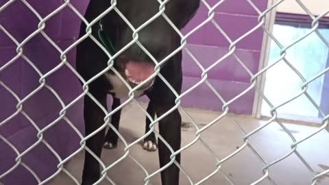 Ben 1y Pet Id 947691 kennel 18 HSSAZ shelter he's a cool guy 202591256