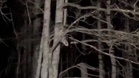 Owl in the tree! 🌲