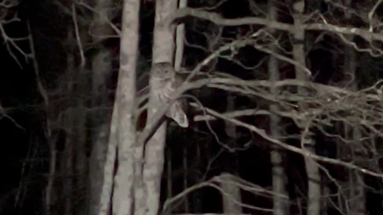 Owl in the tree! 🌲