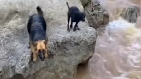 "When Dogs Lose Their Grip: Slipping and Sliding Fun"