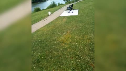 dog