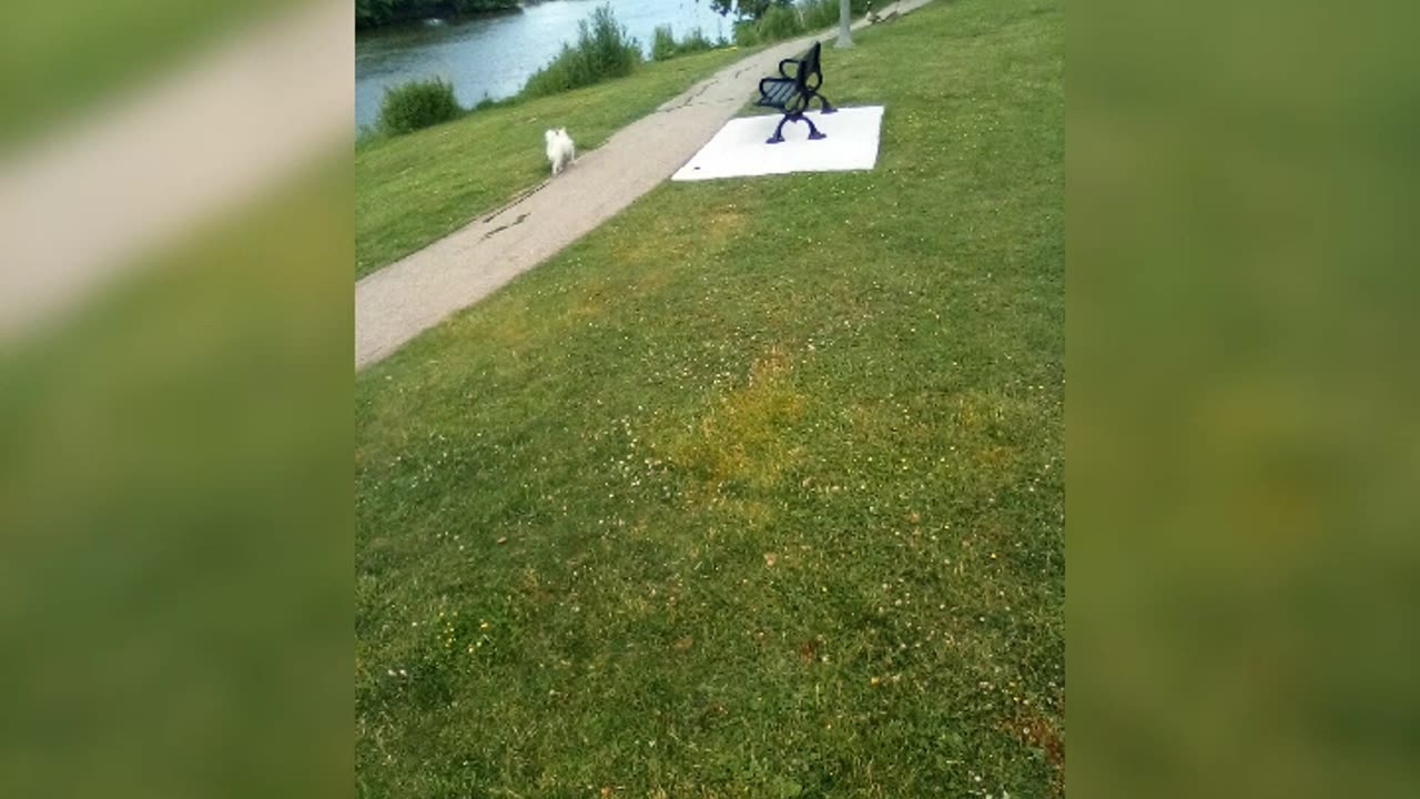 dog