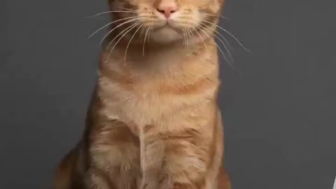 😮✨ The Amazing Stages of a Cat's Life You Never Knew! | FeedMyCuriosity
