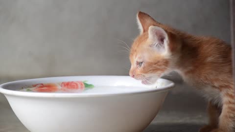 cat is drinking