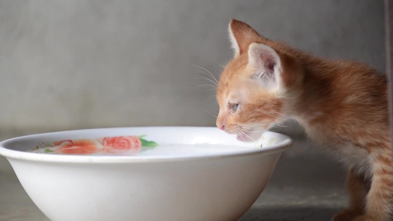 cat is drinking