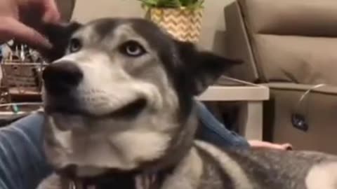 dog is clever