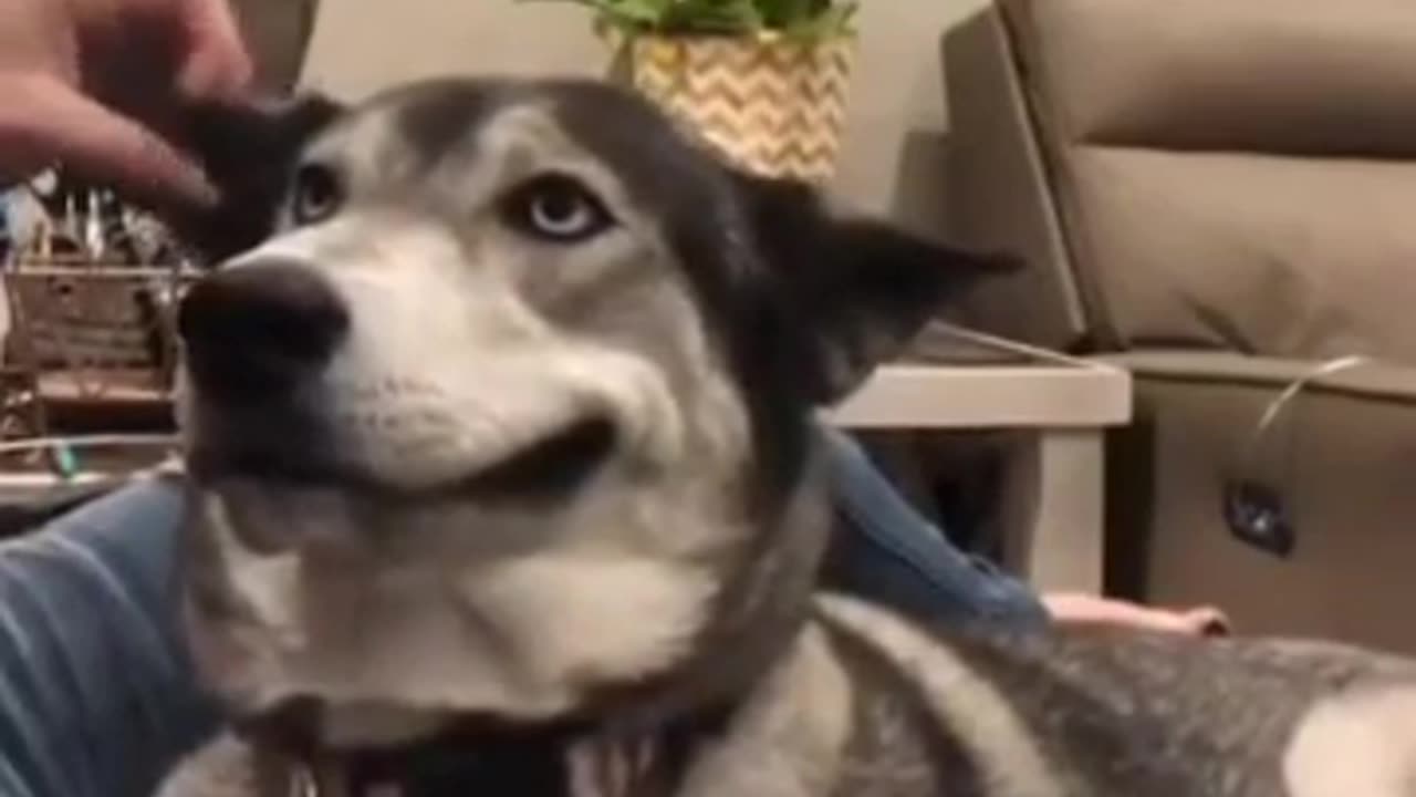 dog is clever