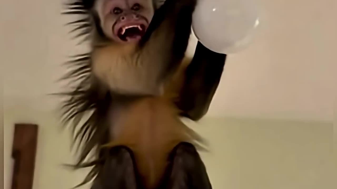 "Bulb lagane gaya बंदर aur fir jo hua... 🤣